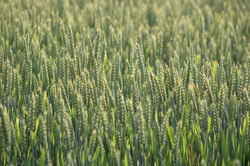 Sustainable Crops